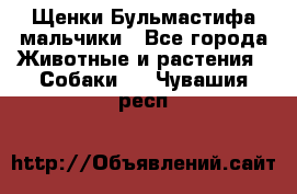 Щенки Бульмастифа мальчики - Все города Животные и растения » Собаки   . Чувашия респ.